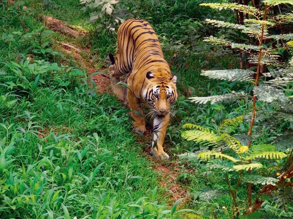 Periyar-Tiger-Reserve-Kerala