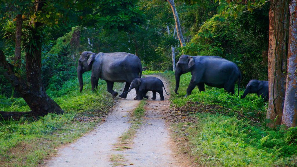 kerala-wildlife-tour-packages